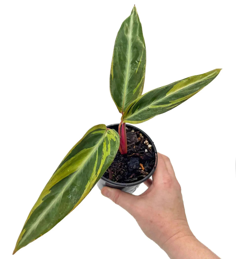 Stromanthe sanguinea 'Horticolour'