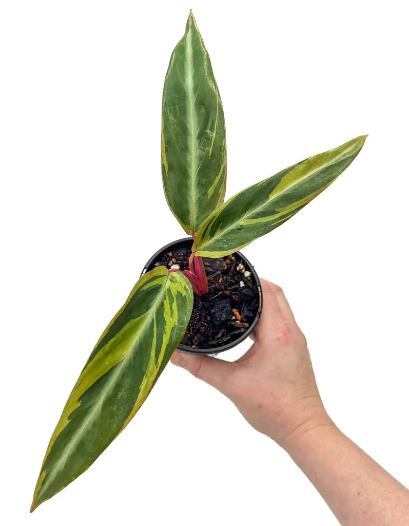 Stromanthe sanguinea 'Horticolour'