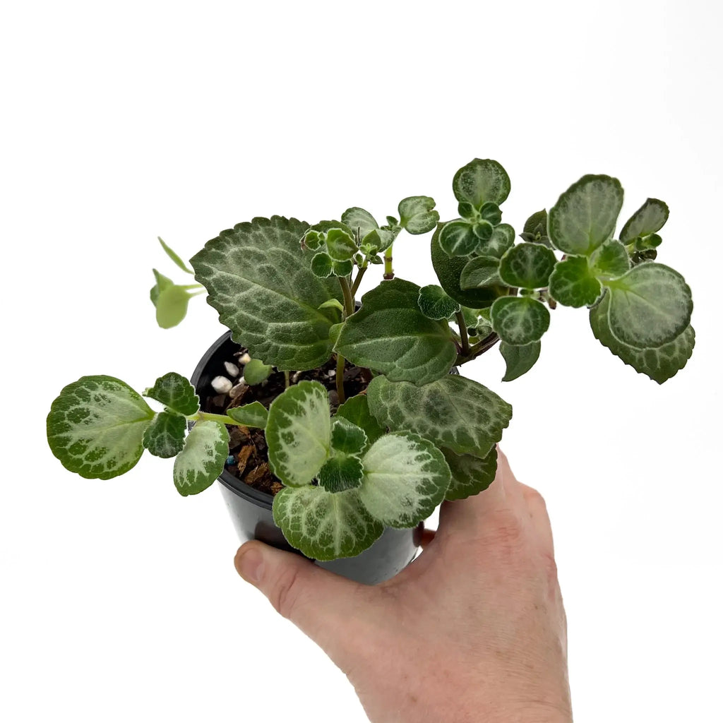 Swedish Ivy 'Emerald Lace' held in hand, featuring variegated green leaves with purple undersides. Chalet Boutique, Australia.