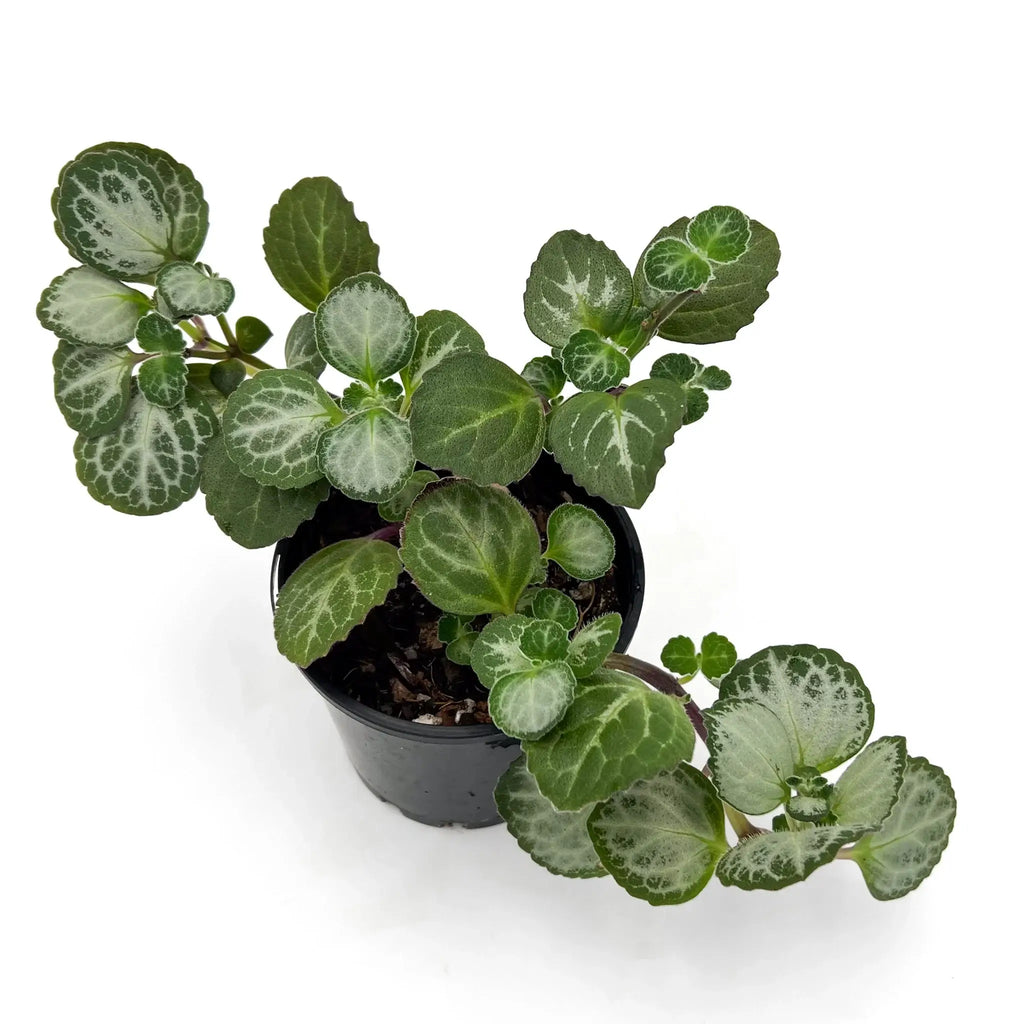 Swedish Ivy 'Emerald Lace' showcasing variegated mid-green leaves with silver veins, a unique indoor plant available at Chalet Boutique, Australia.
