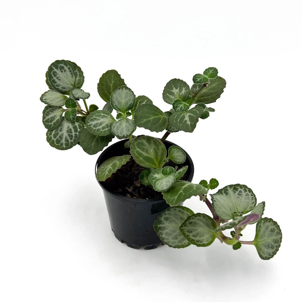Swedish Ivy 'Emerald Lace' in pot showcasing variegated green and purple leaves. Perfect rare indoor plant from Chalet Boutique, Australia.
