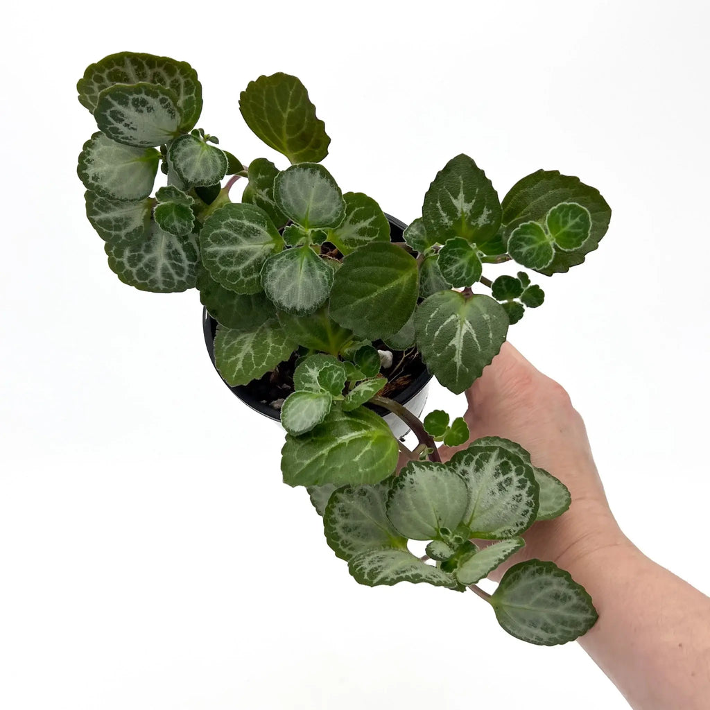 Swedish Ivy 'Emerald Lace' with variegated green leaves in a pot, perfect for indoor spaces, Chalet Boutique, Australia.