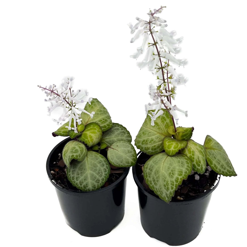 Swedish Ivy 'Emerald Lace' (Plectranthus oertendahlii) | Indoor Plant | Chalet Boutique - Australia