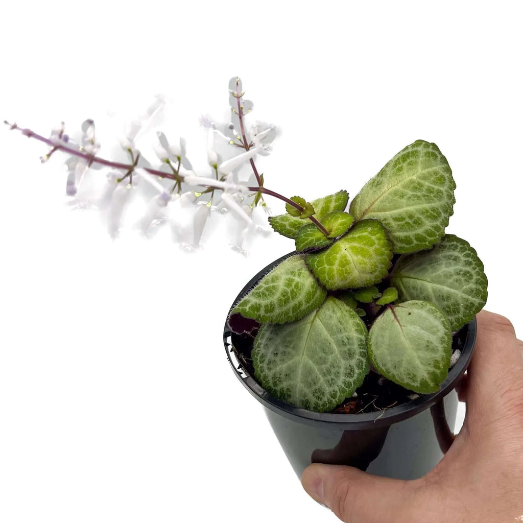 Swedish Ivy 'Emerald Lace' (Plectranthus oertendahlii) | Indoor Plant | Chalet Boutique - Australia