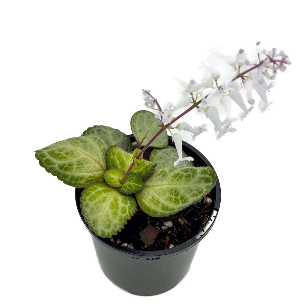 Swedish Ivy 'Emerald Lace' (Plectranthus oertendahlii) | Indoor Plant | Chalet Boutique - Australia
