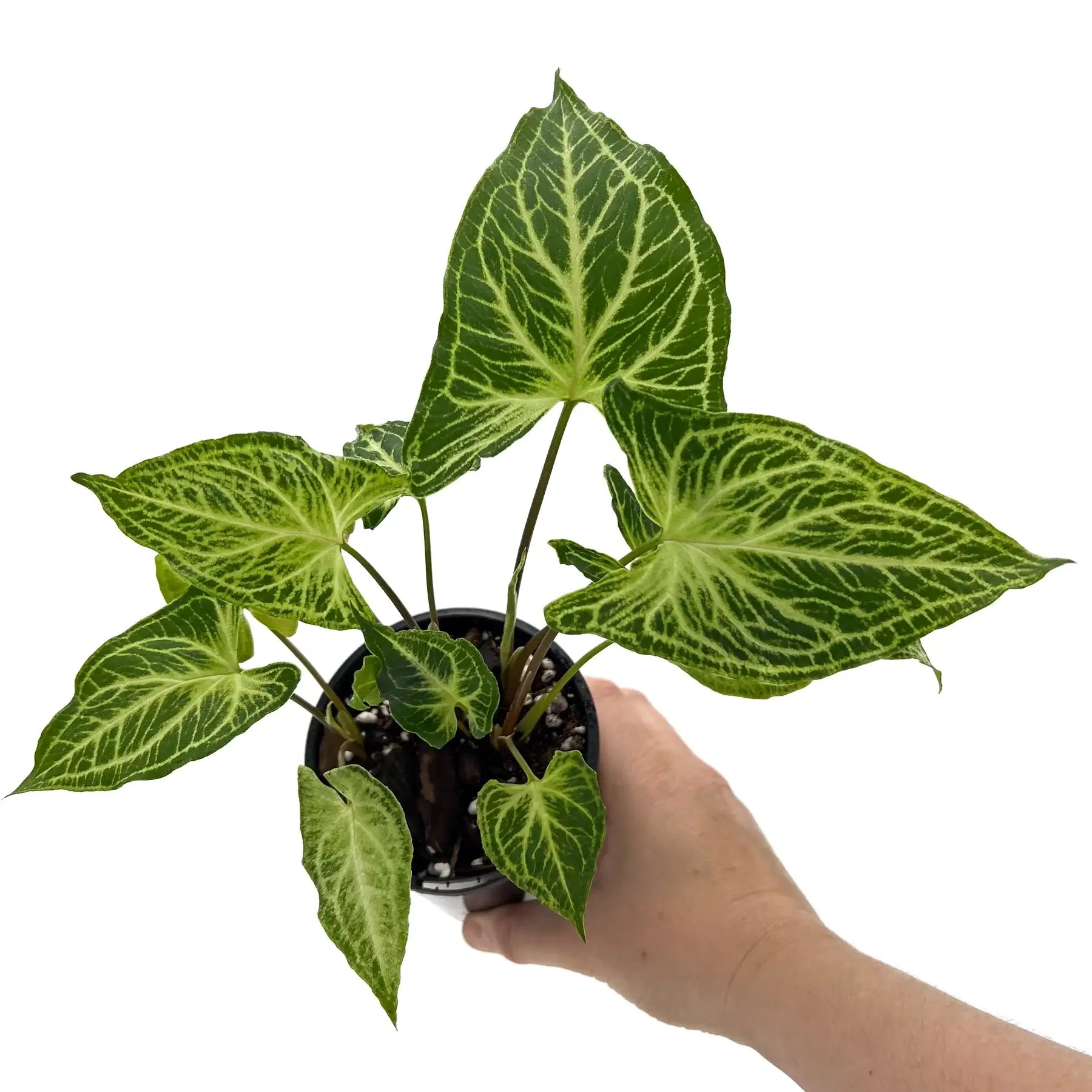 Syngonium podophyllum Batik