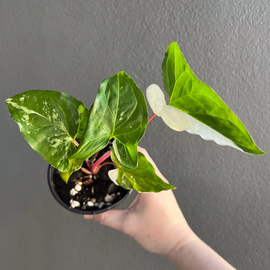 Syngonium podophyllum 'Fantasy' in hand, showcasing variegated green and white leaves, a rare indoor plant for sale. Chalet Boutique, Australia.