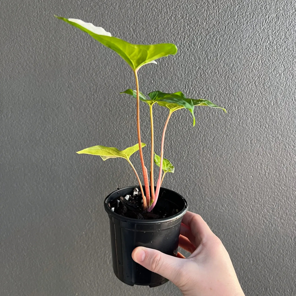 Syngonium podophyllum 'Fantasy' in a 10cm pot, showcasing variegated green and white leaves, perfect for indoor spaces. Chalet Boutique, Australia.