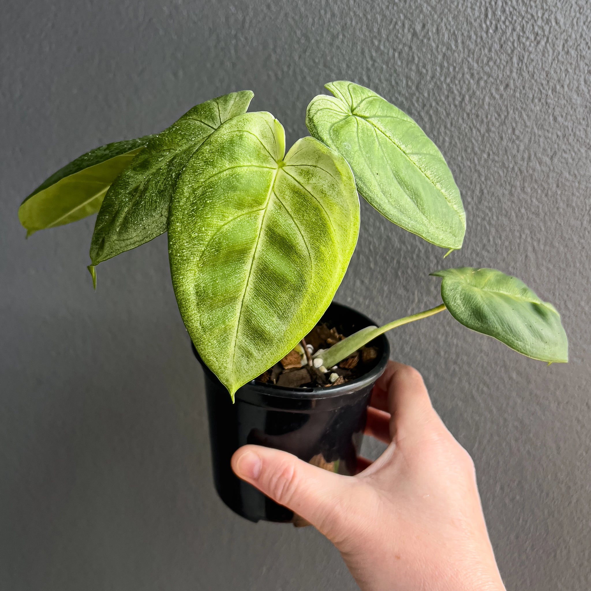 Syngonium chiapense 'Frosted Heart'