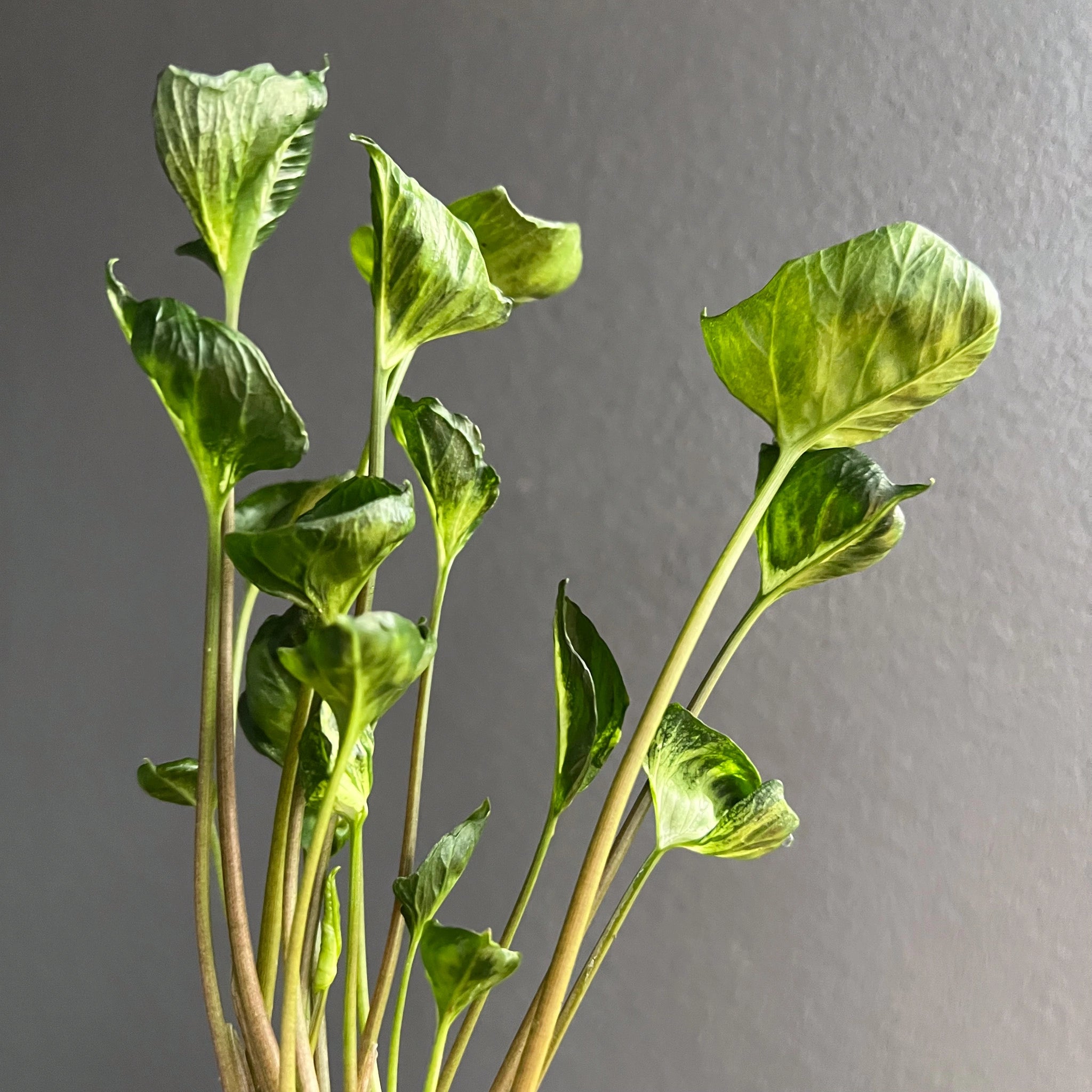 godzilla pothos plant Syngonium Godzilla