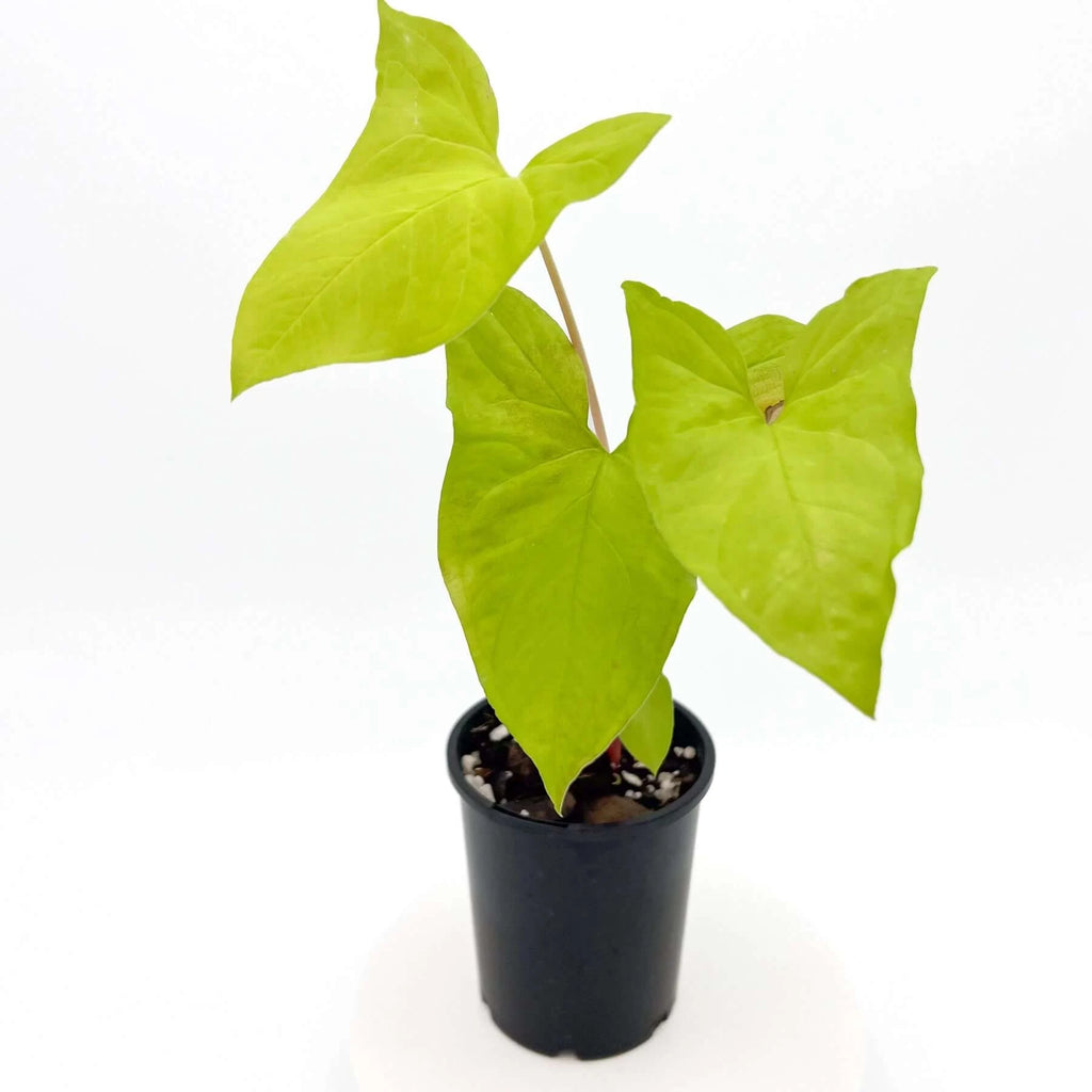 Syngonium 'Goldie' | Indoor Plant | Chalet Boutique - Australia