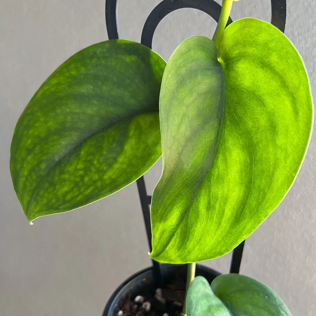 Scindapsus Jade Satin leaves, featuring rich jade green satin-like texture, ideal for indoor plant enthusiasts. Chalet Boutique, Australia.