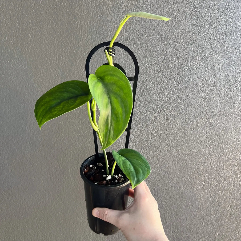 Scindapsus Jade Satin plant in nursery pot, showcasing vibrant green leaves, perfect for indoor spaces. Chalet Boutique, Australia.