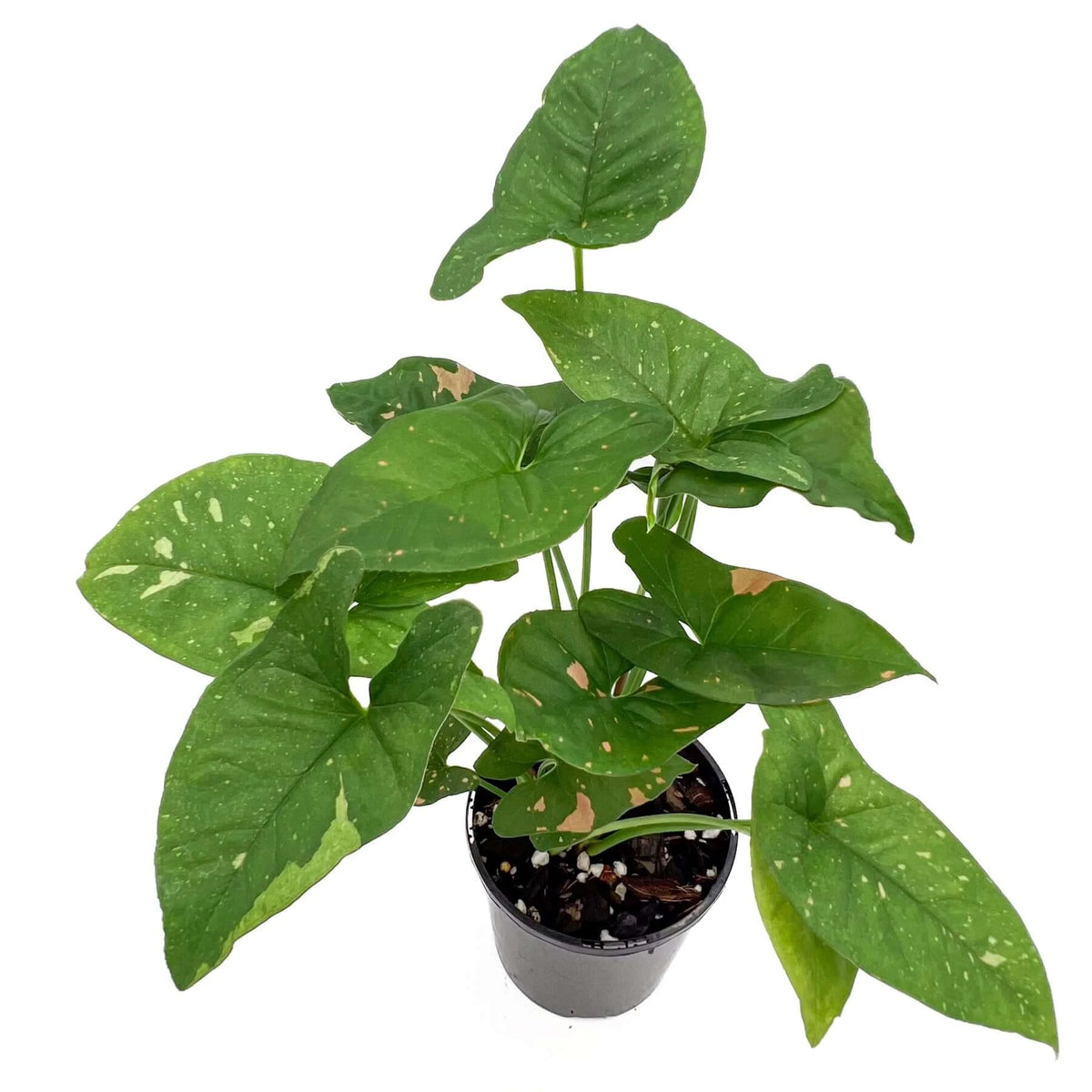 Buy Syngonium Pink Splash Buy Indoor Plants Online in Australia