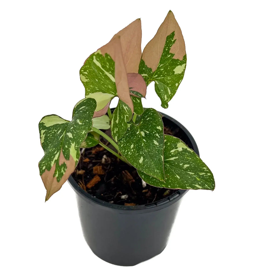 Syngonium Red Spot Tricolour in a black pot, showcasing unique green and pink variegated leaves. Chalet Boutique, Australia.