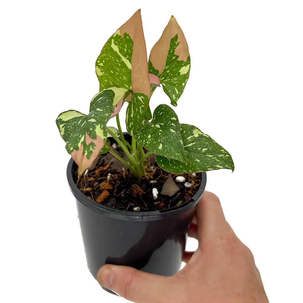 Syngonium Red Spot Tricolour plant held in hand, featuring vibrant green and pink variegated leaves. Chalet Boutique, Australia.