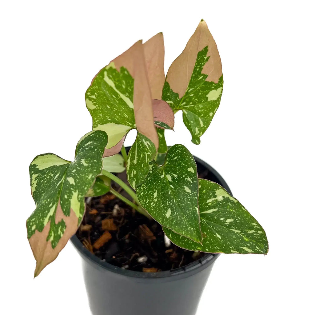 Syngonium Red Spot Tricolour plant showcasing unique red, green, and white variegated leaves in a black nursery pot. Chalet Boutique, Australia.