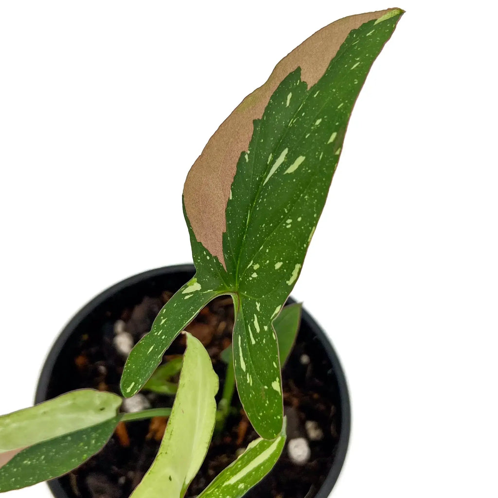 Syngonium Red Spot Tricolour plant with vibrant green and reddish-brown leaves in a black pot, ideal for indoor collection. Chalet Boutique, Australia.