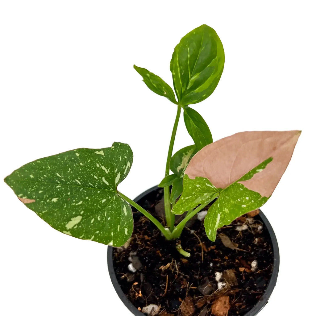 Syngonium Red Spot Tricolour in a pot with green and pink variegated leaves, ideal for indoor plant collections. Chalet Boutique, Australia.