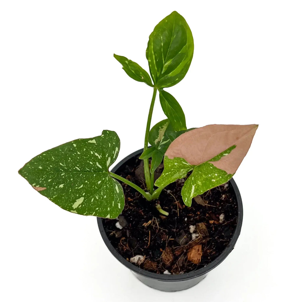 Syngonium Red Spot Tricolour plant in a black pot showcasing variegated green and pink leaves, ideal for Australian indoor plants.