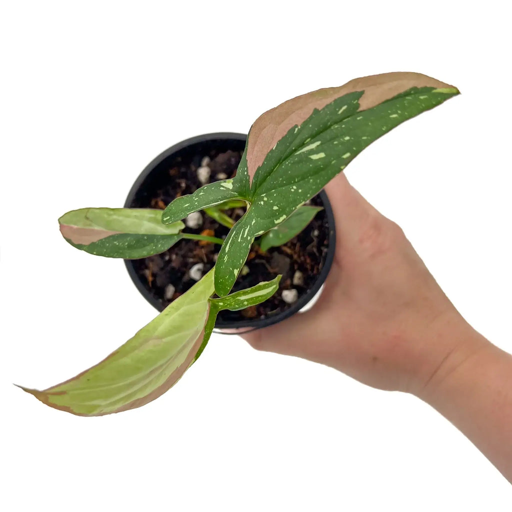 Hand holding a Syngonium Red Spot Tricolour plant, showcasing its variegated leaves and vibrant colours, ideal for rare plant collectors.