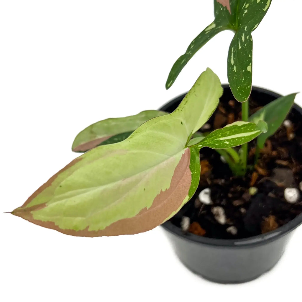 Syngonium Red Spot Tricolour plant showcasing variegated leaves with red, white, and green markings. Rare indoor plant from Australia.