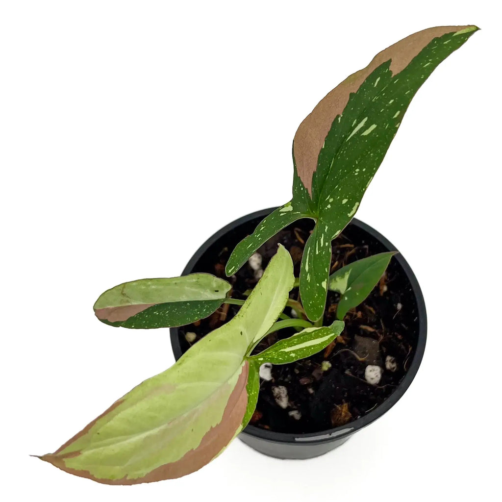 Syngonium Red Spot Tricolour in a black pot, showcasing vibrant green and red leaves. Chalet Boutique, Australia.