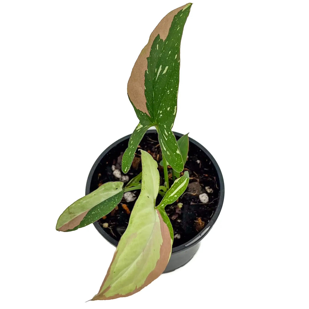 Syngonium Red Spot Tricolour plant in a pot showcasing variegated leaves, a rare indoor plant for collectors.