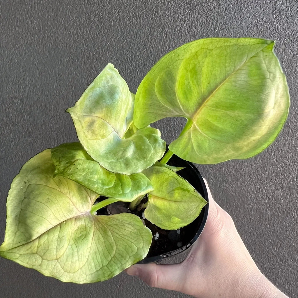A hand holding a Syngonium podophyllum 'Roxana' plant with large green and creamy pink leaves, perfect for indoor decor. Chalet Boutique, Australia.