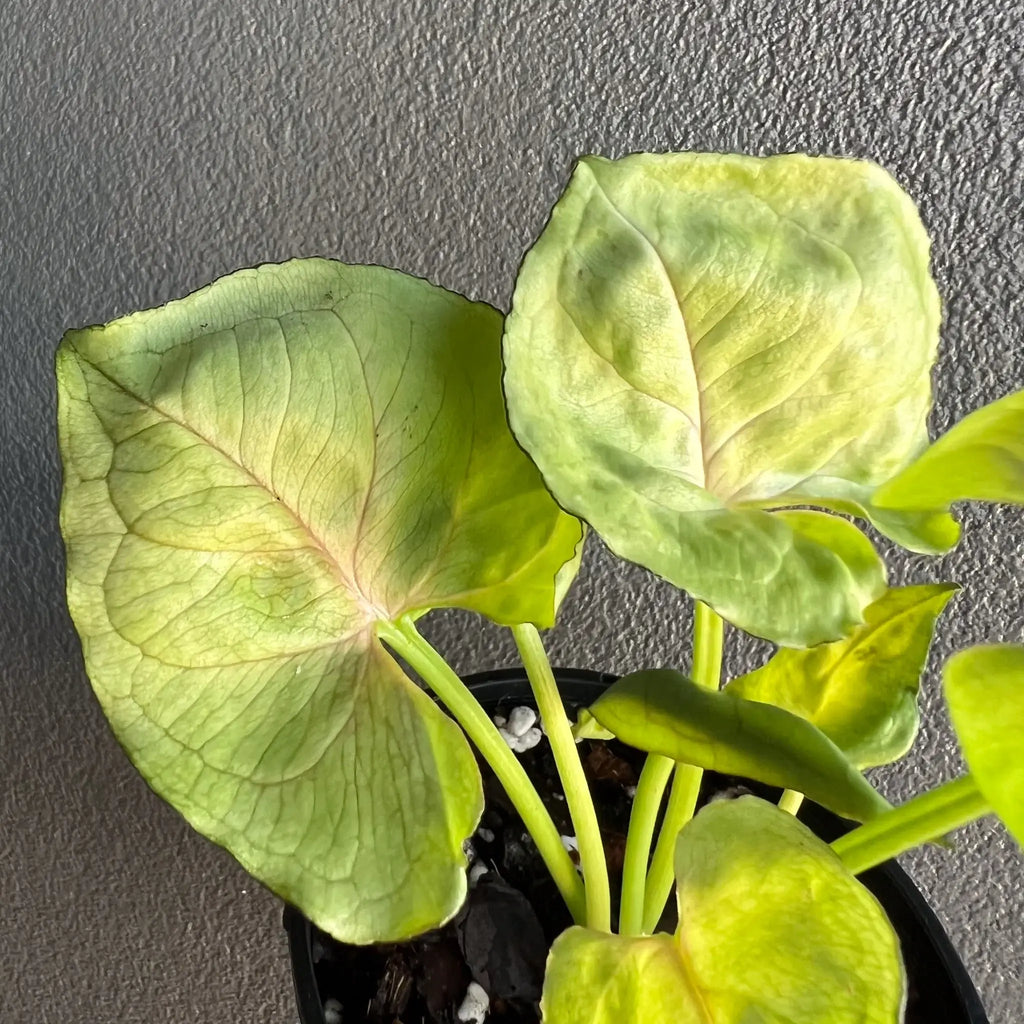 Syngonium podophyllum 'Roxana' showcasing arrow-shaped leaves in soft green and creamy pink tones. Chalet Boutique, Australia.