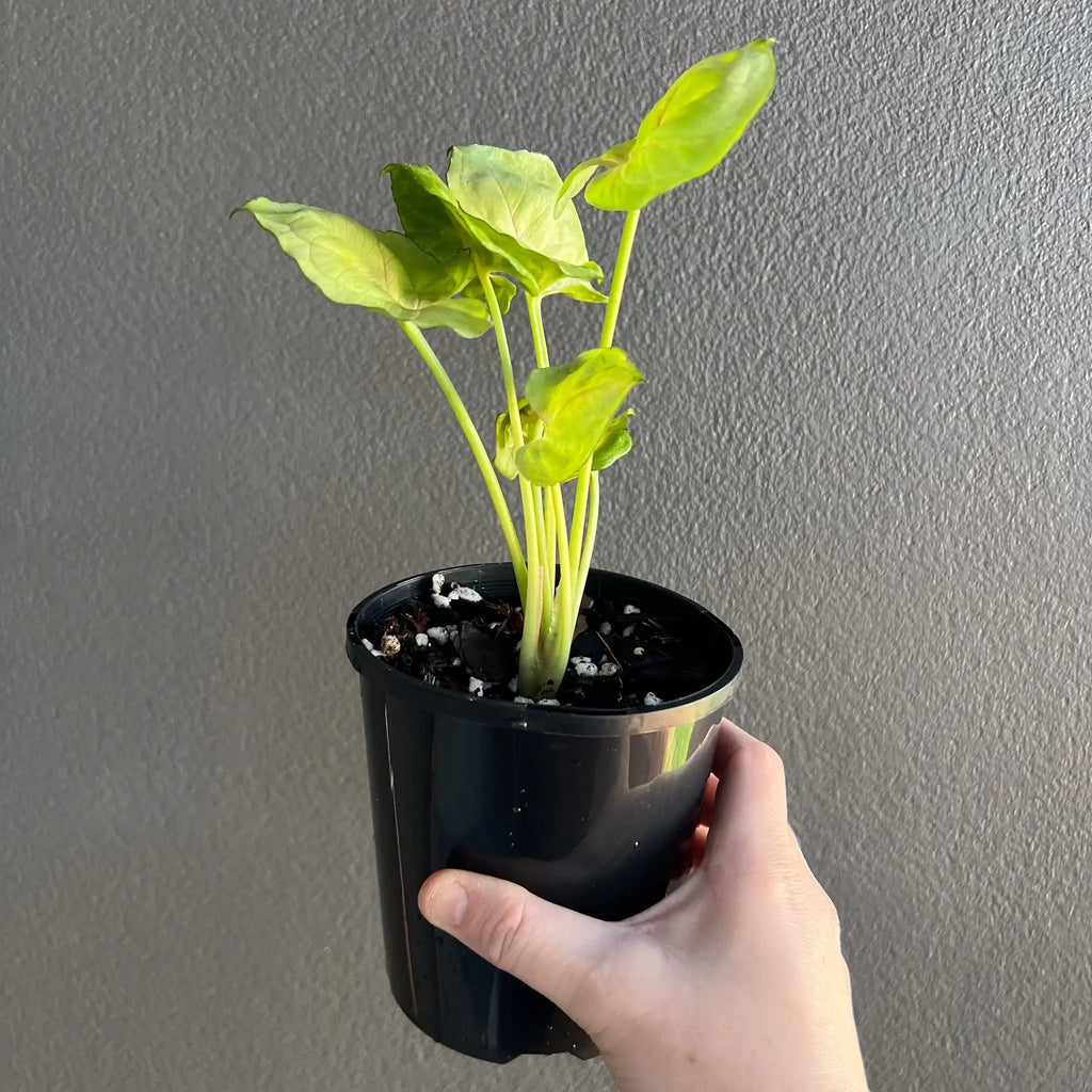 Syngonium podophyllum 'Roxana' in black nursery pot showcasing striking green and pink foliage. Buy rare plants online at Chalet Boutique, Australia.