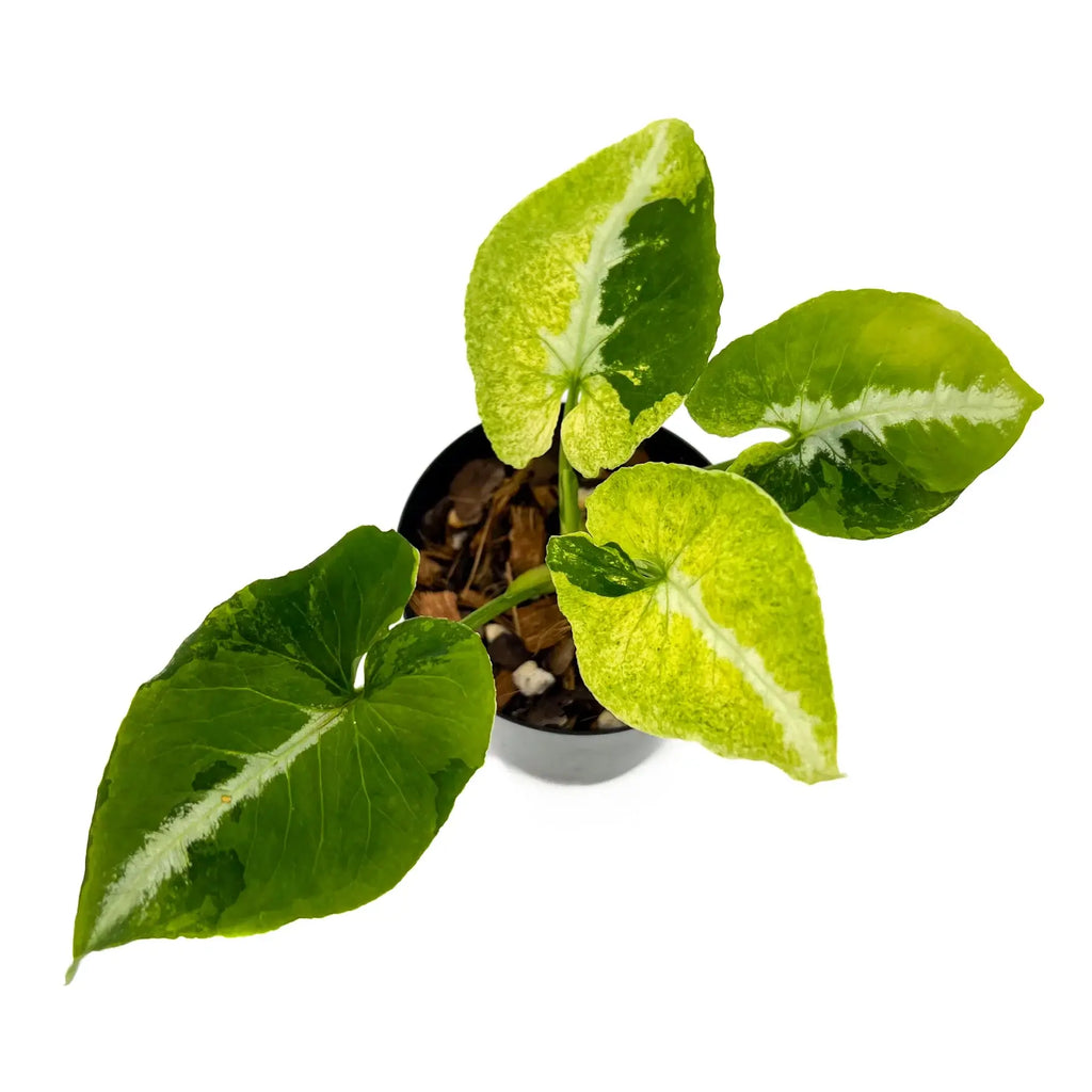 Syngonium Scrambled Egg | Indoor Plant | Chalet Boutique - Australia