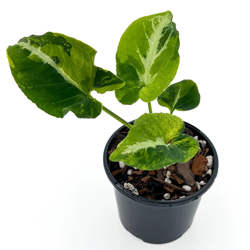 Syngonium Scrambled Egg indoor plant with variegated green leaves, perfect for rare plant collectors in Australia.