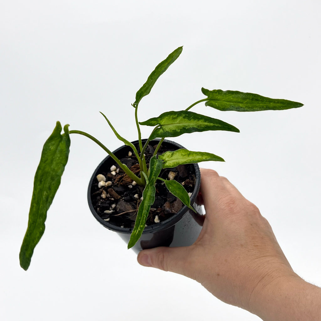 Syngonium Starlite indoor plant in hand, featuring unique variegation and vibrant green leaves, Chalet Boutique, Australia.