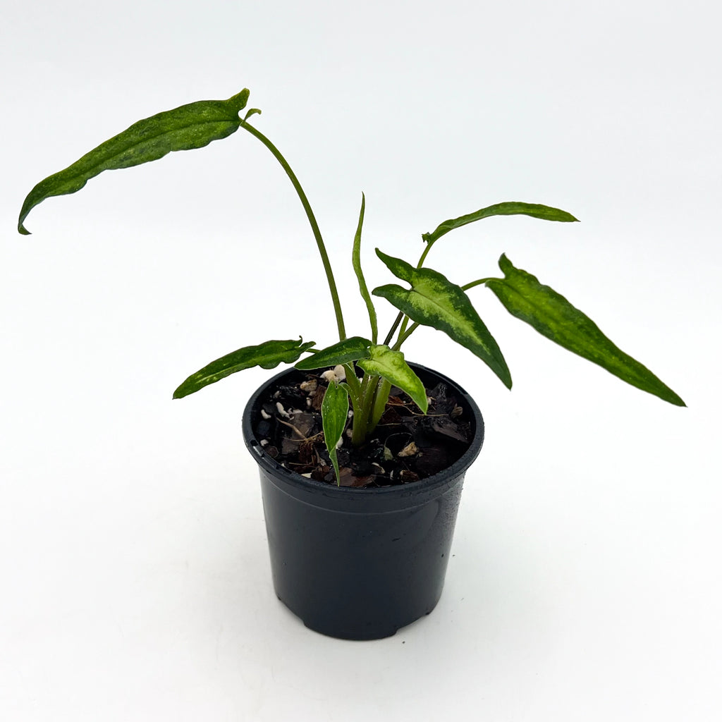 Syngonium Starlite indoor plant in a black pot with unique green and white variegated leaves. Chalet Boutique, Australia.