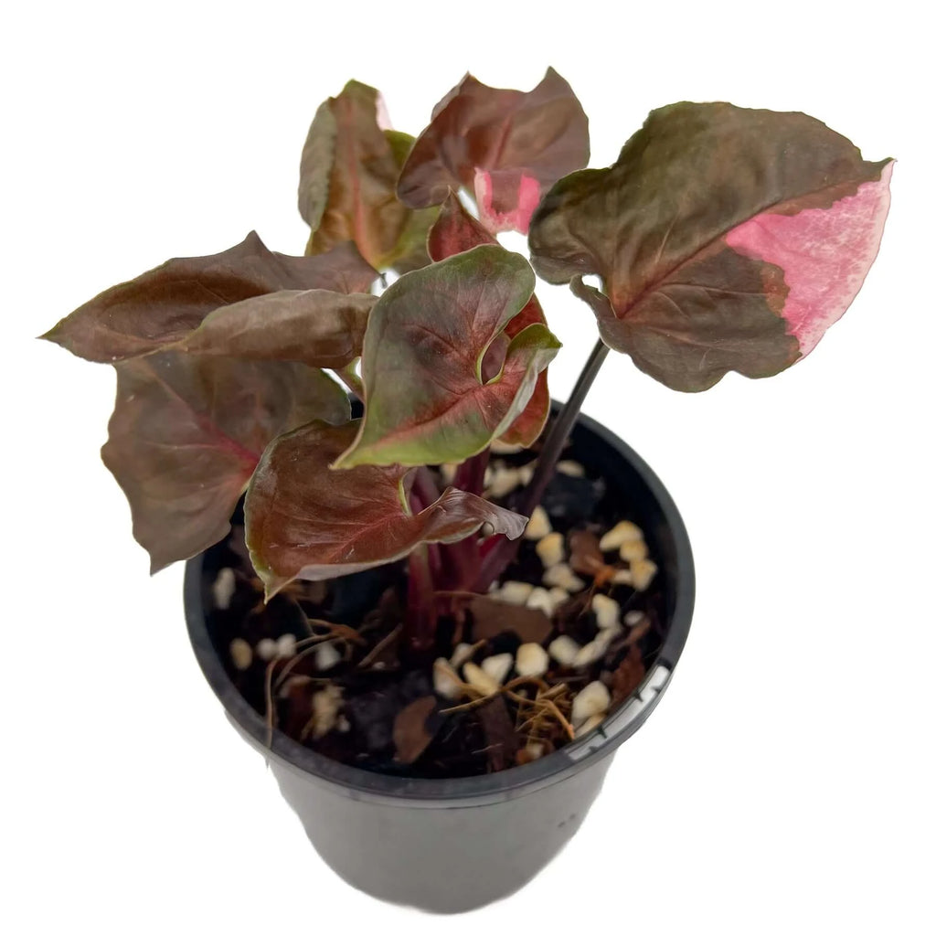 Syngonium Strawberry Ice plant in a black nursery pot, showcasing unique pink variegation. Chalet Boutique, Australia.