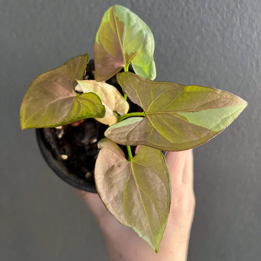 Rare Syngonium podophyllum 'Strawberry Milk' indoor plant with stunning pink and cream variegated leaves. Chalet Boutique, Australia.