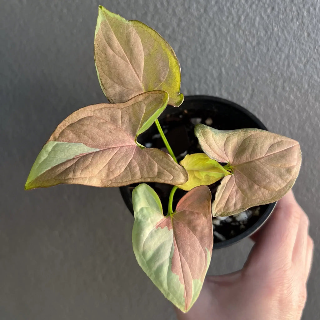 Syngonium podophyllum 'Strawberry Milk' with blushed pink and cream leaves, a rare indoor plant from Chalet Boutique, Australia.
