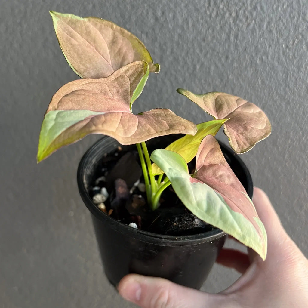 Syngonium podophyllum 'Strawberry Milk' indoor plant with pink and cream arrow-shaped leaves in a black pot, Chalet Boutique Australia.