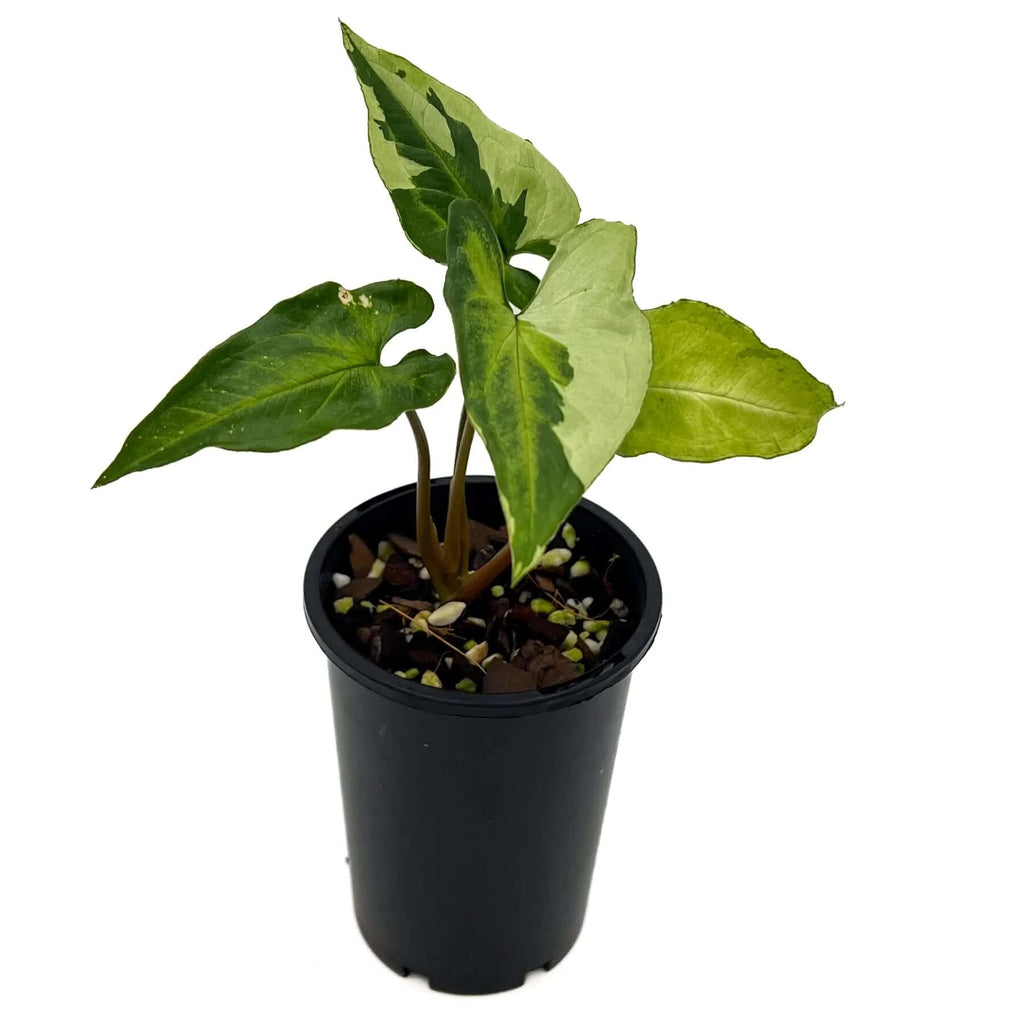 Syngonium Three Kings | Indoor Plant | Chalet Boutique - Australia