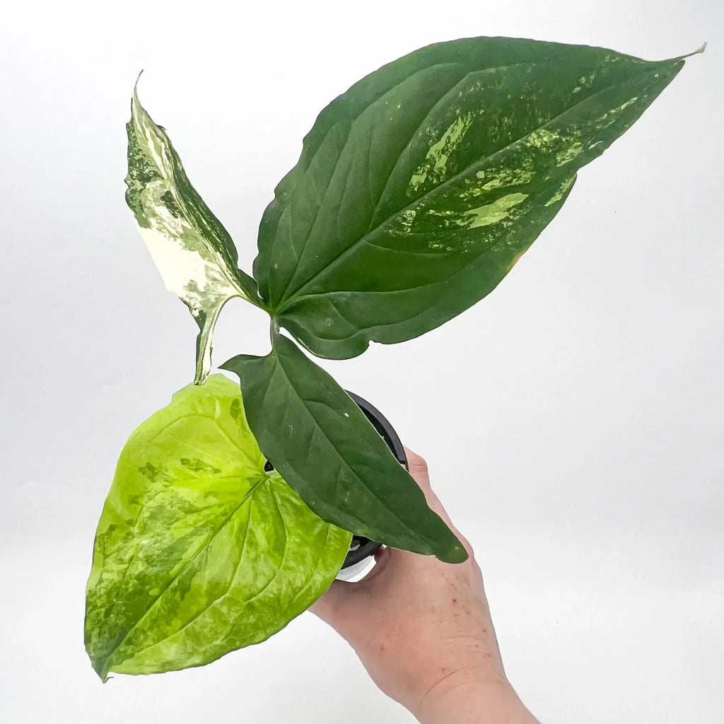 Syngonium podophyllum Aurea | Indoor Plant | Chalet Boutique - Australia