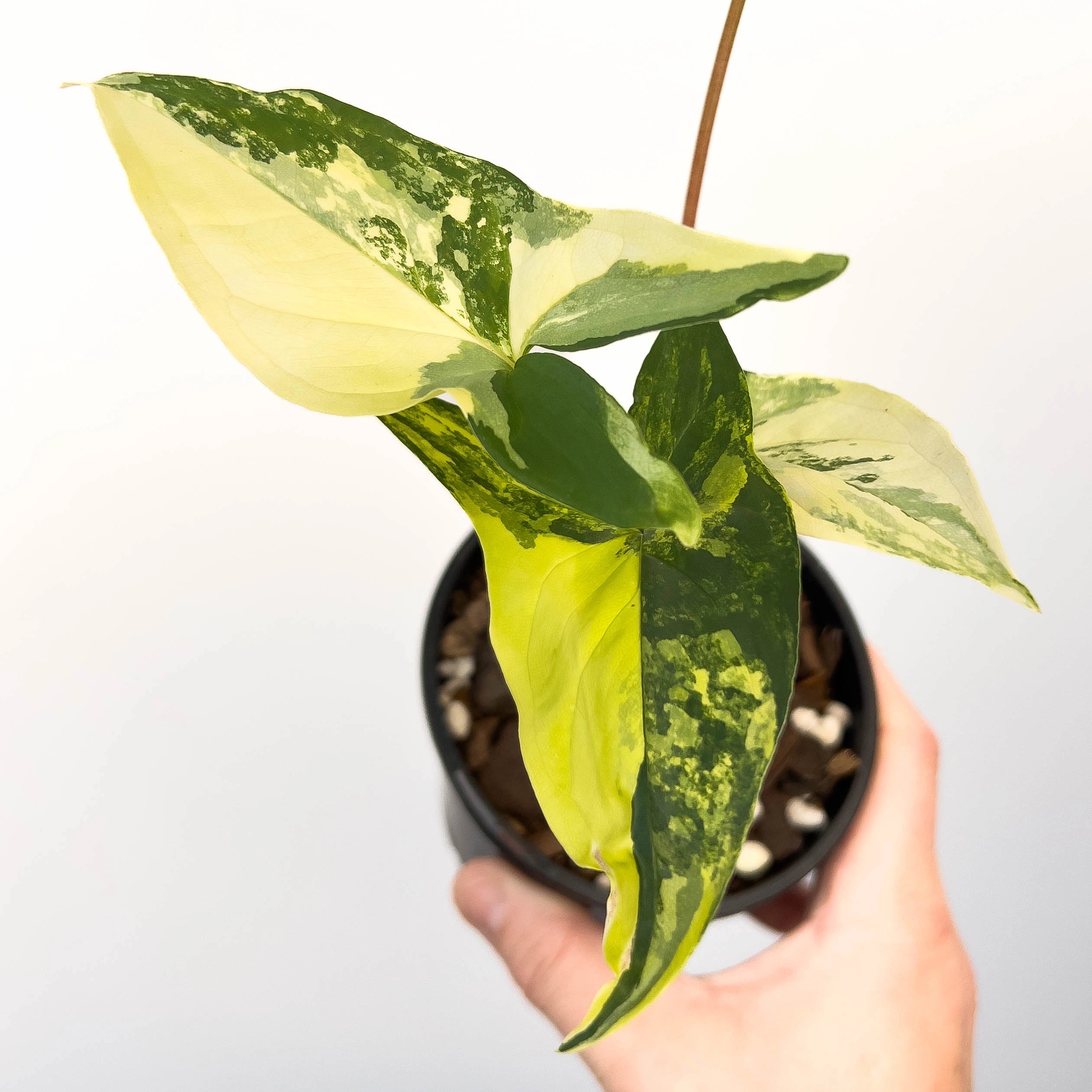 Buy Syngonium Podophyllum Aurea
