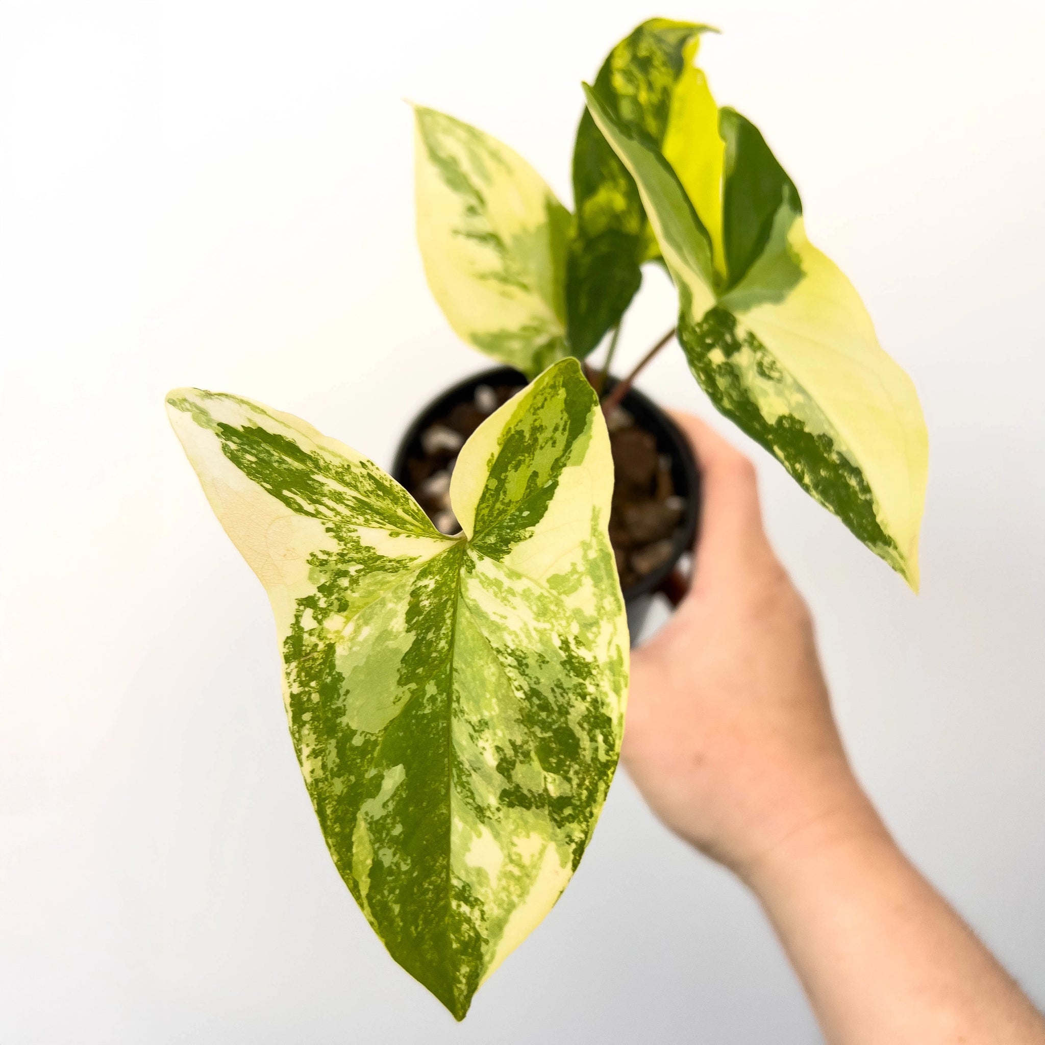 Buy Syngonium Podophyllum Aurea