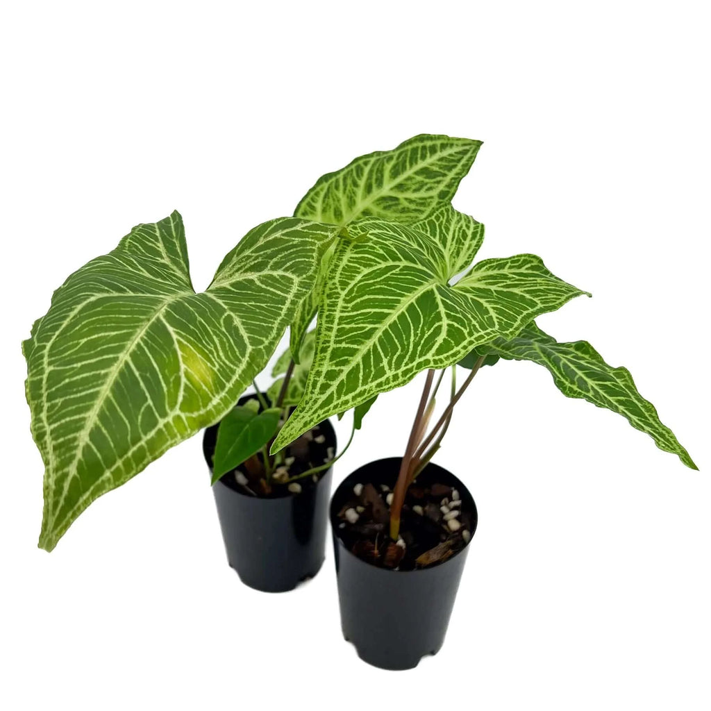 Syngonium podophyllum Batik | Indoor Plant | Chalet Boutique - Australia