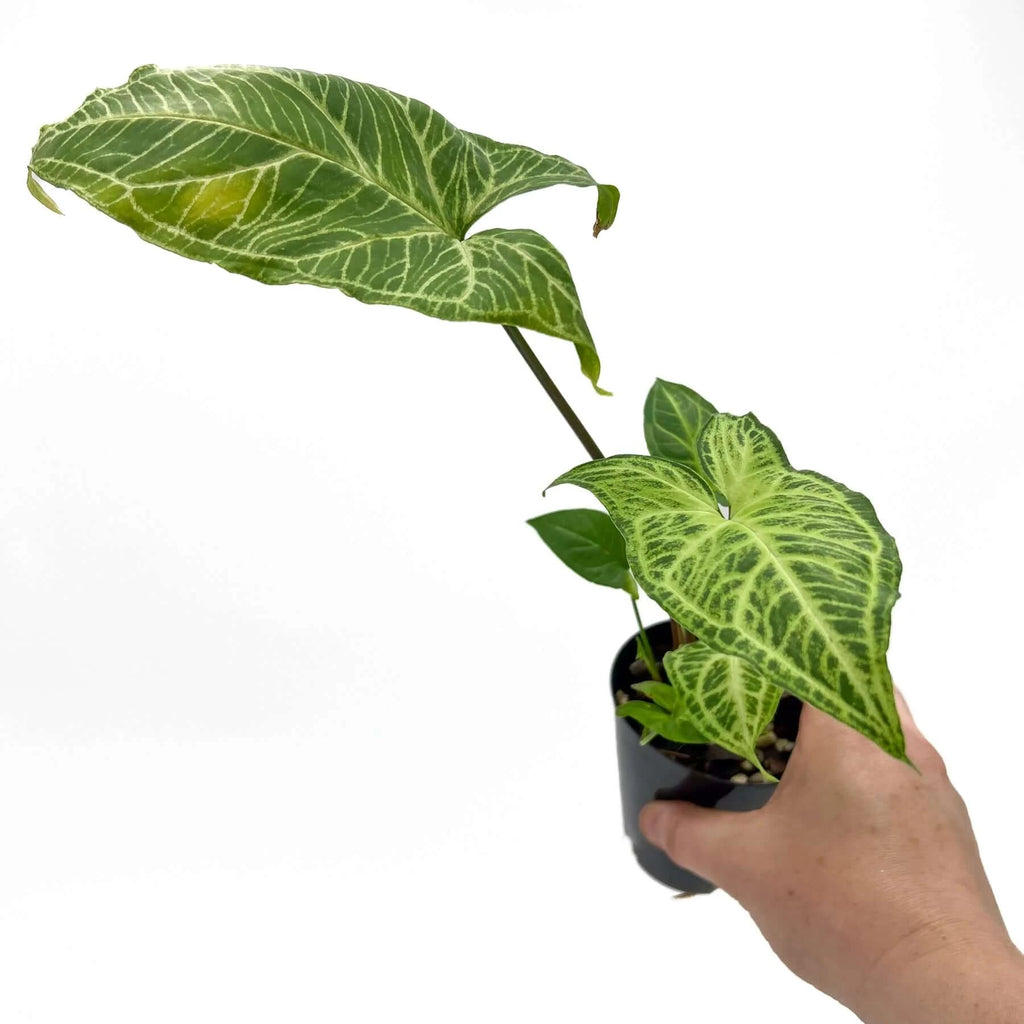 Syngonium podophyllum Batik | Indoor Plant | Chalet Boutique - Australia