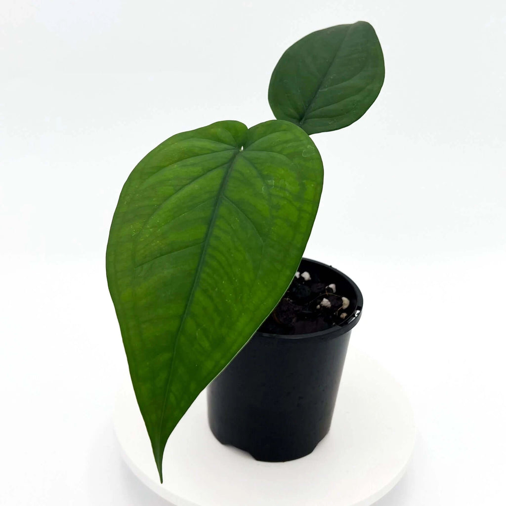 Syngonium chiapense | Indoor Plant | Chalet Boutique - Australia
