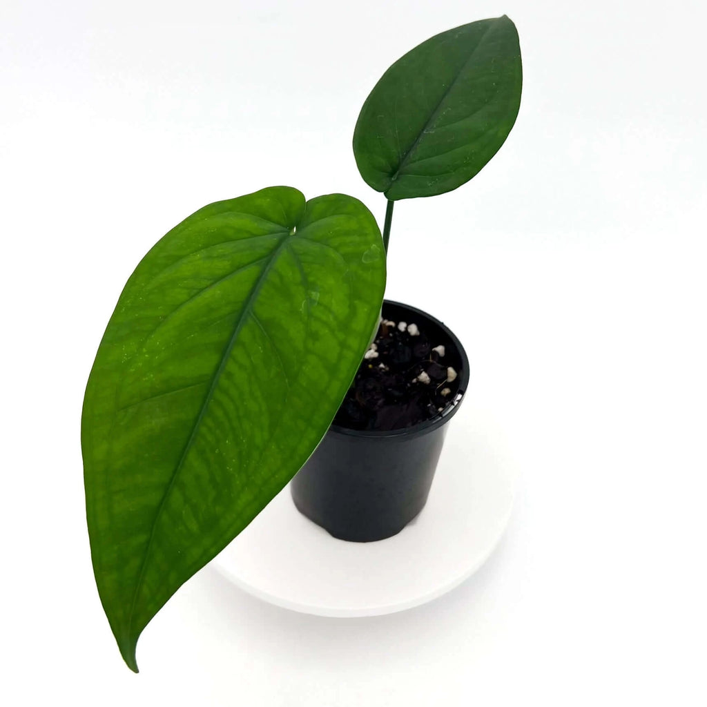 Syngonium chiapense | Indoor Plant | Chalet Boutique - Australia