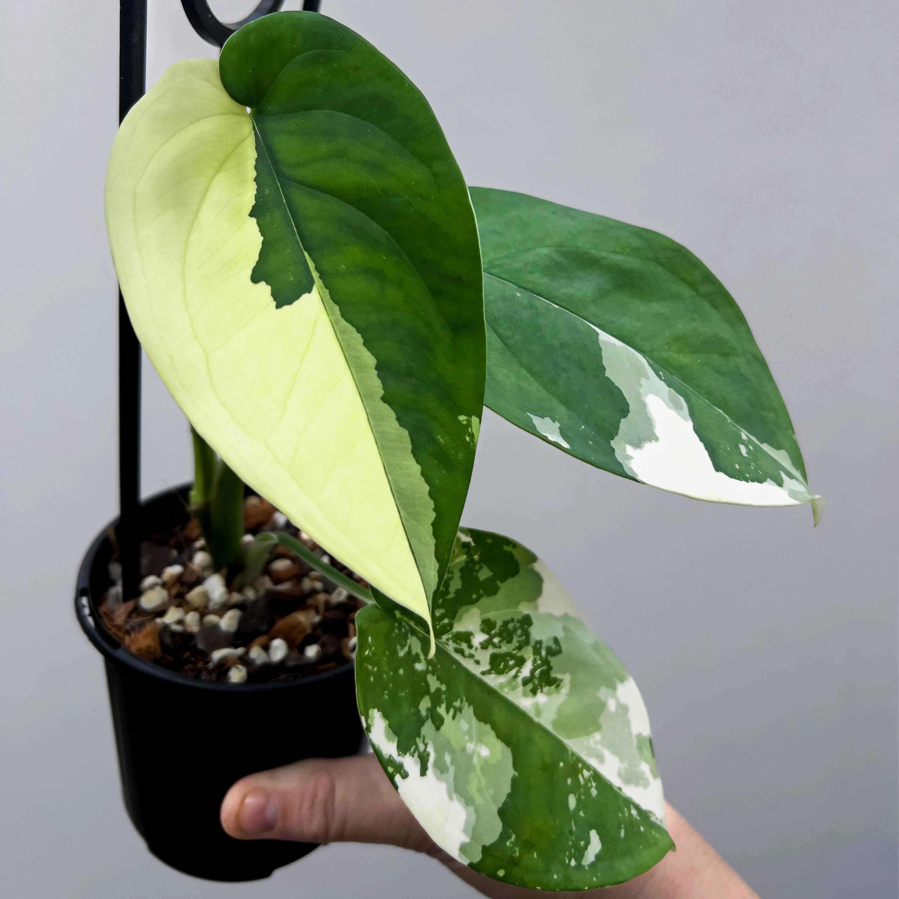 philodendron chiapense Syngonium chiapense Variegated