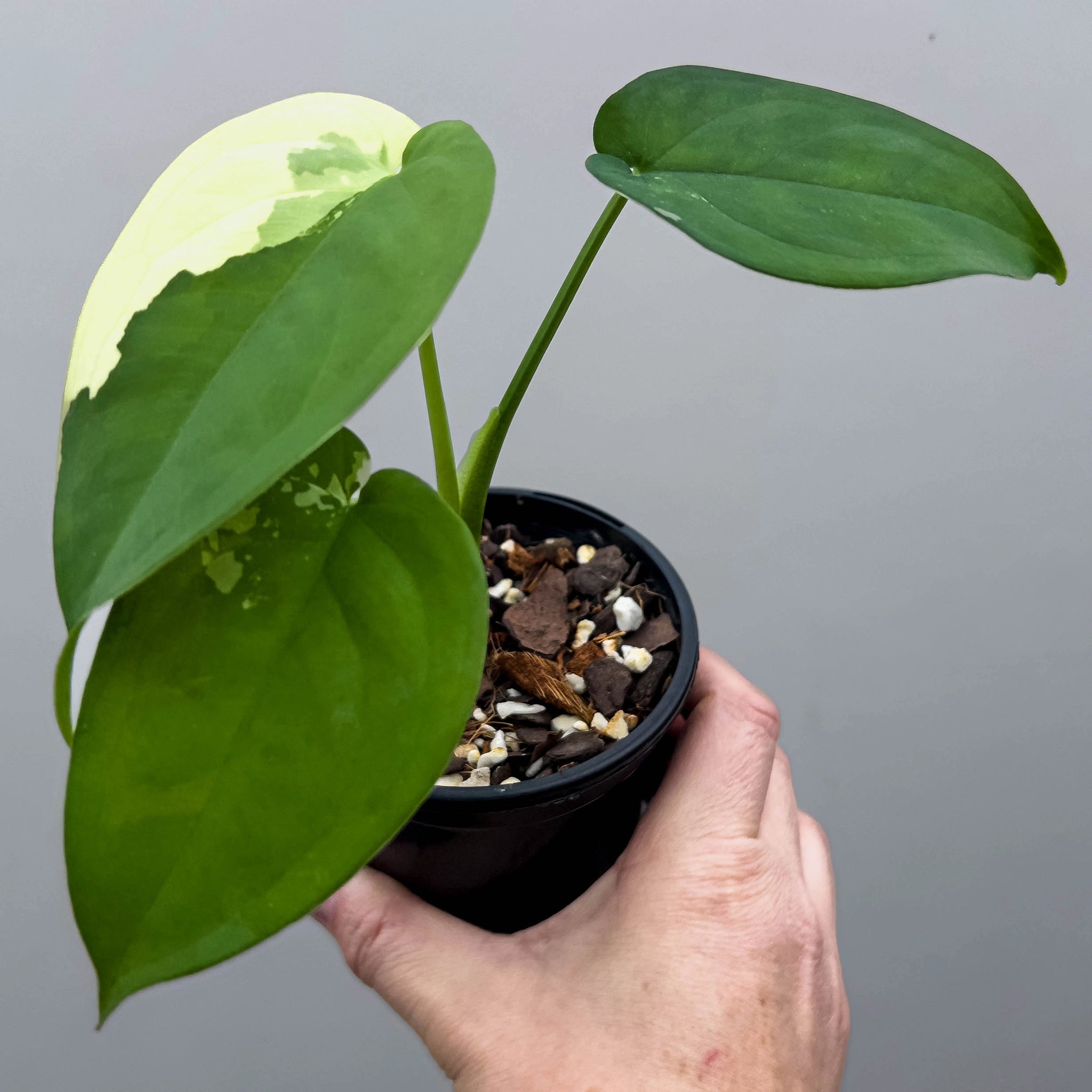 Syngonium chiapense Variegated