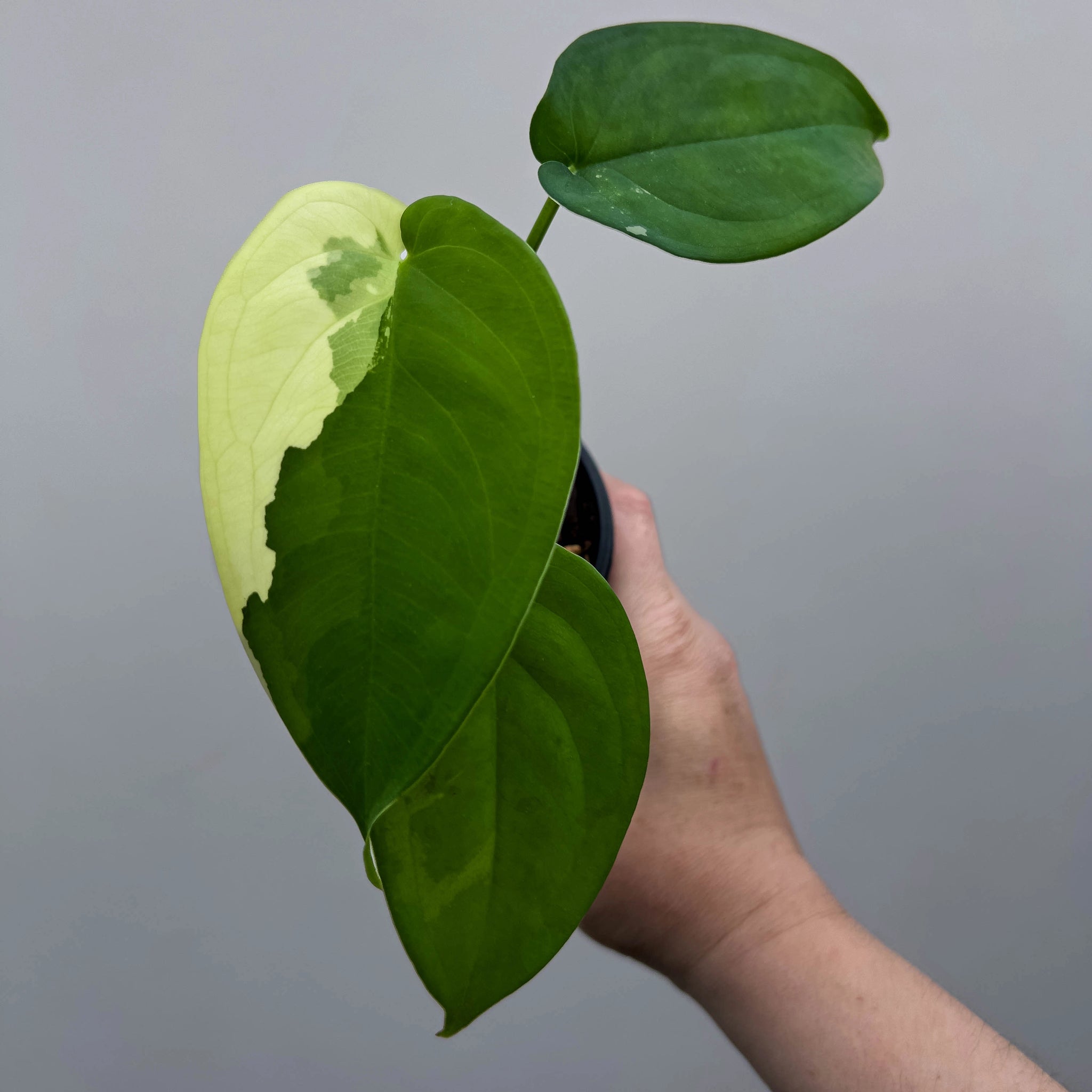 Syngonium chiapense Variegated